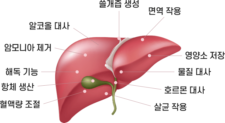 밀크씨슬 팝업 건강 간