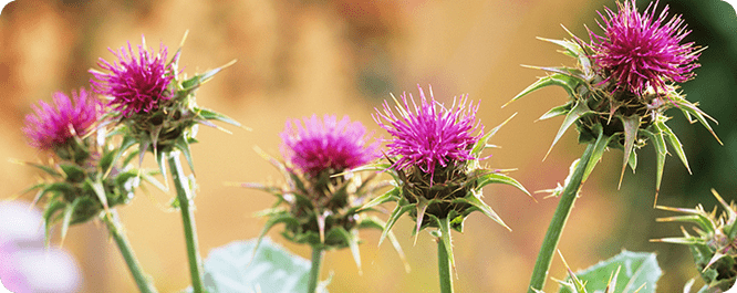 밀크씨슬 팝업 이미지